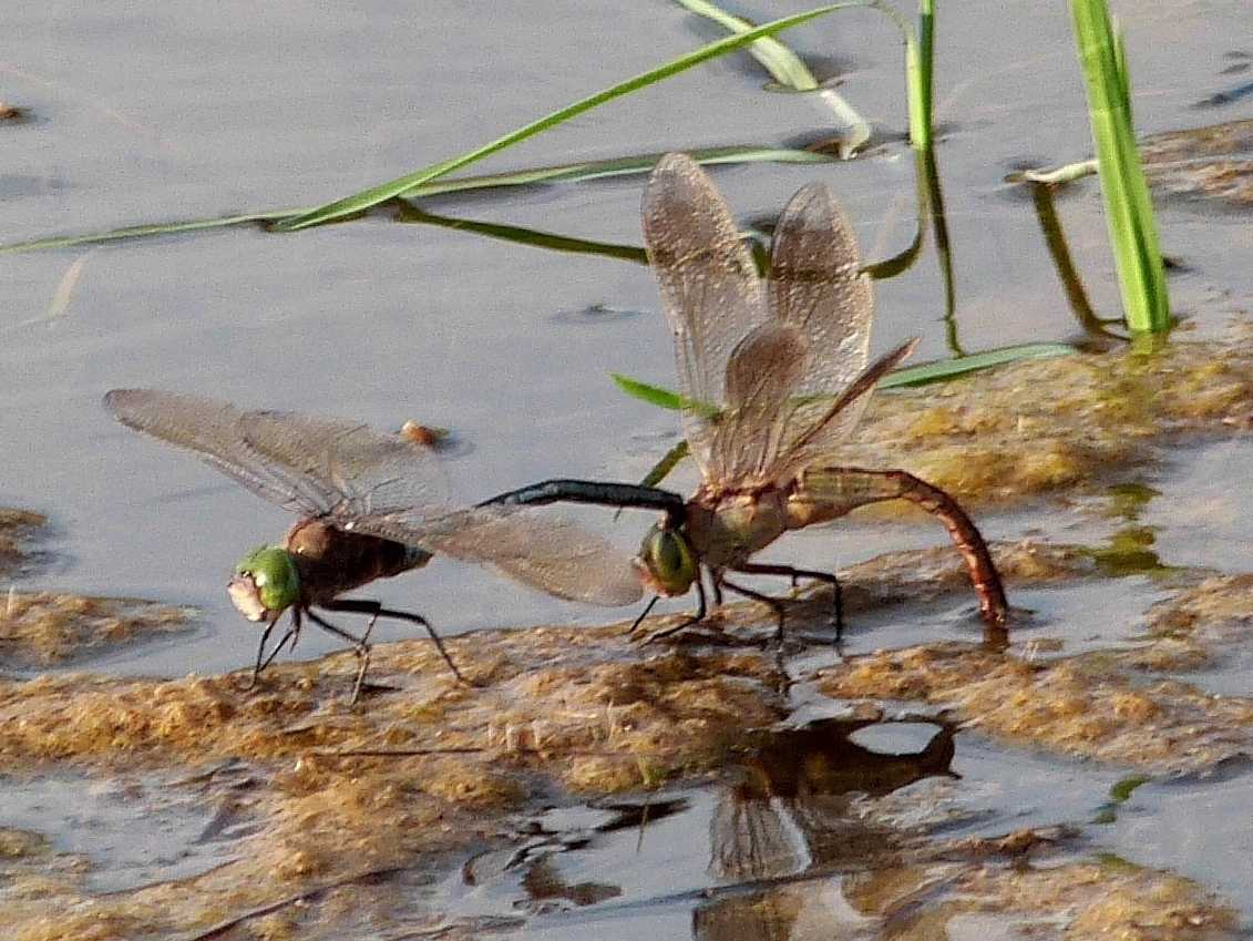 Anax imperator: deposizione in tandem... oops, A. parthenope